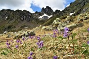 53 Soldanelle verso il Valletto